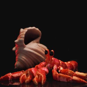Hermes Einsiedlerkrebs Figur – Bewegliche 3D-Druck Krabbe mit Muschelhaus